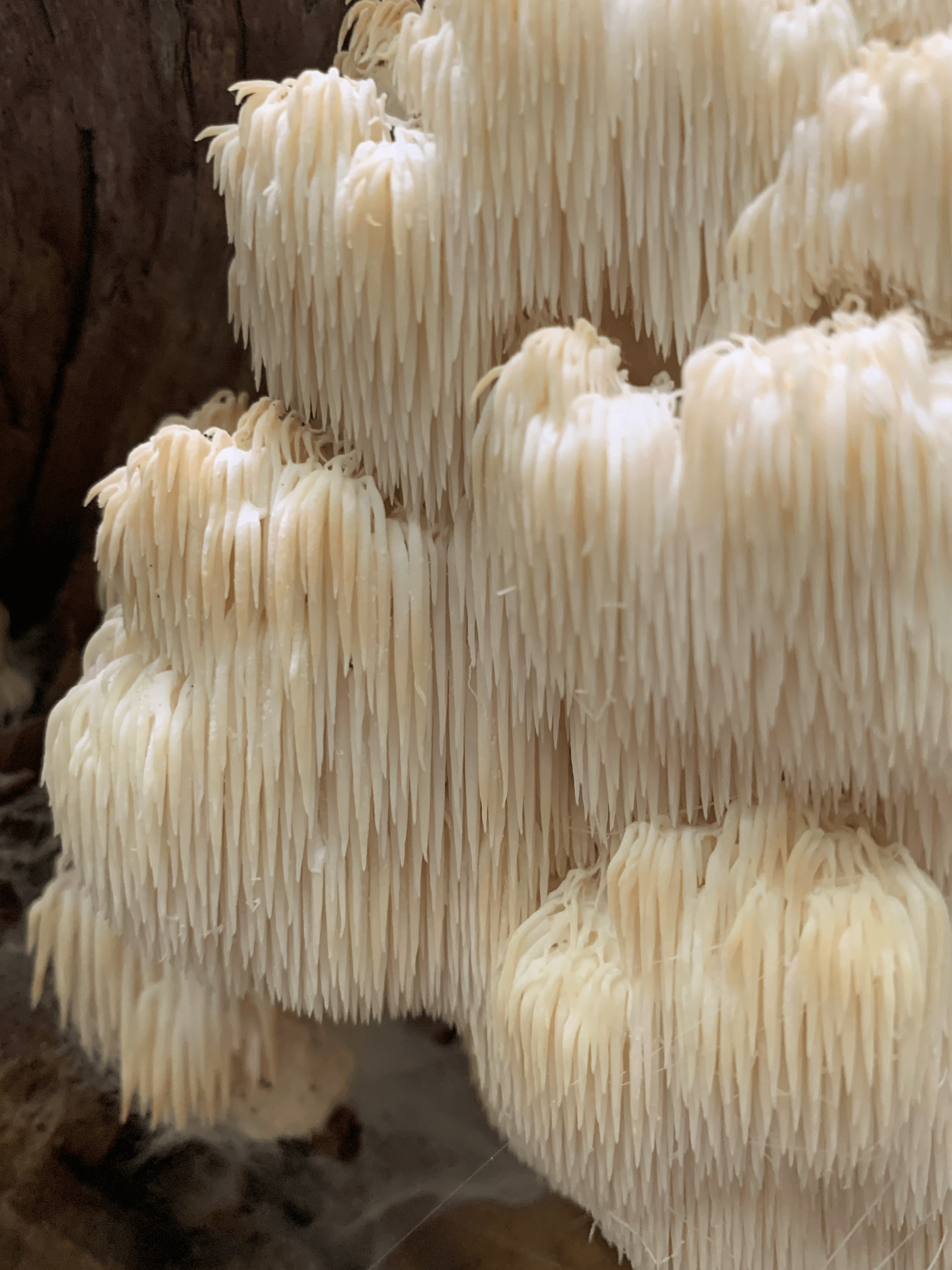 Mushrooms and functional products